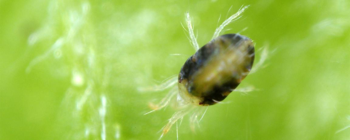 Spider mite (treba prevod)